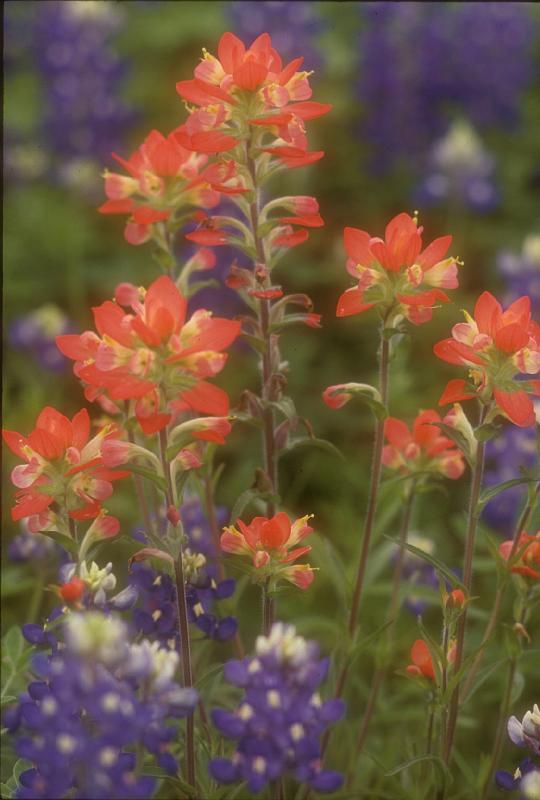 Paintbrush & Bluebonnets